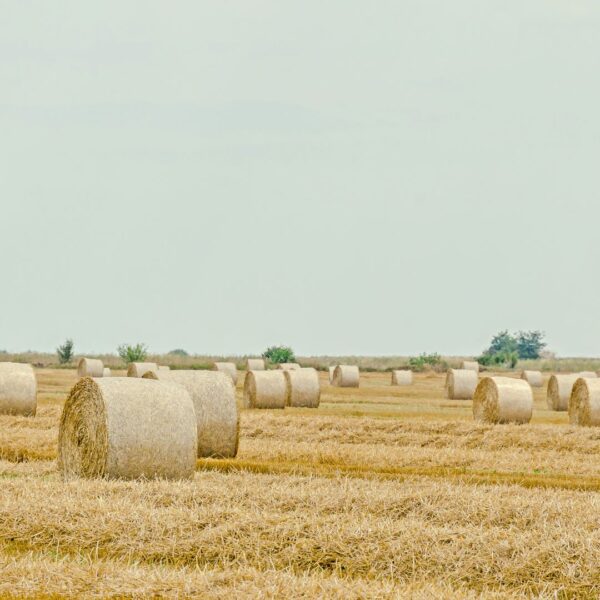 field with bails of hay