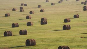 Hay bales in a field.