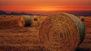 Hay bales against a sunset.