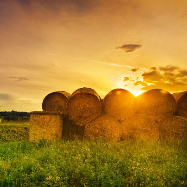bales of hay