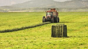 baling hay