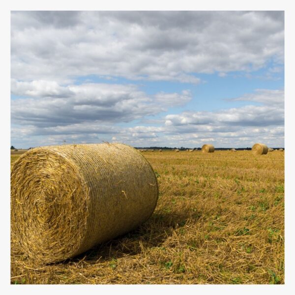 Round bale of hay