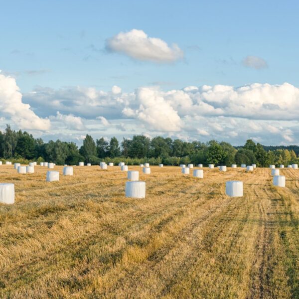 wrapped round bales