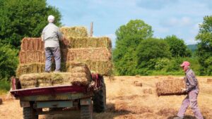farmers moving hay bales
