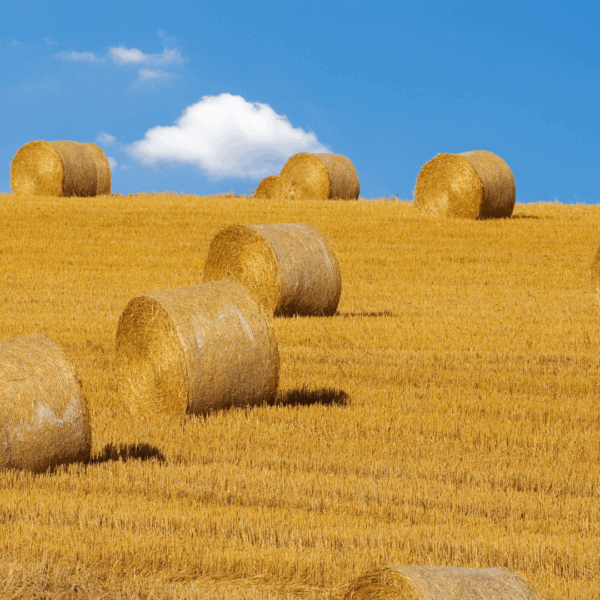 Hay barrels