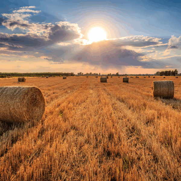 Hay barrels