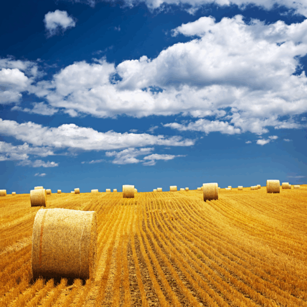 Circle hay barrels