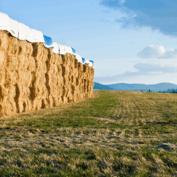 Stacks of square hay