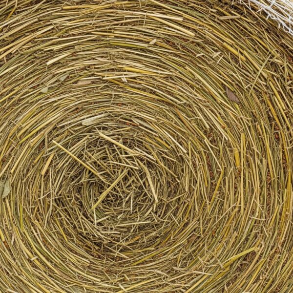 dense, tightly packed cross-section of a hay bale