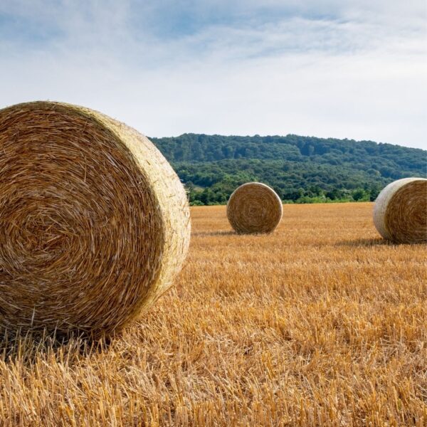bales of hay