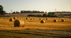 A wide landscape of a harvested field dotted with numerous round hay bales under a warm sunset sky.