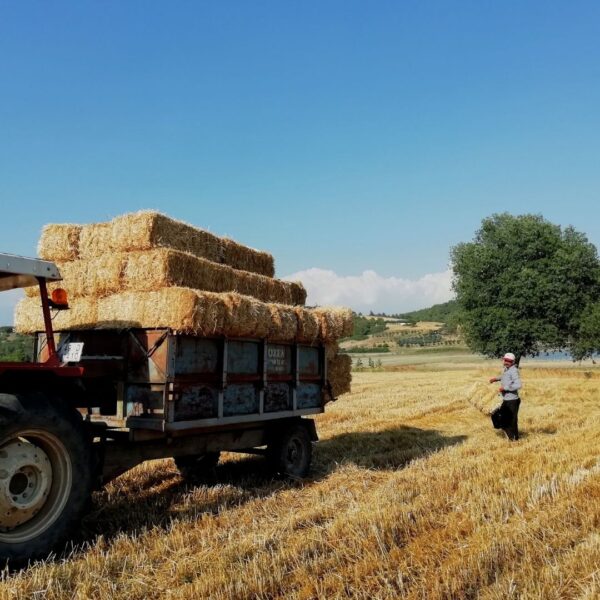 A tractor pulls a wagon loaded with square hay bales while a farmer carries a single bale across the field.