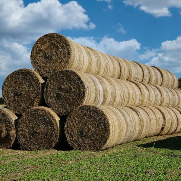 A large, neat stack of round hay bales piled in a pyramid shape under a blue sky with white clouds.