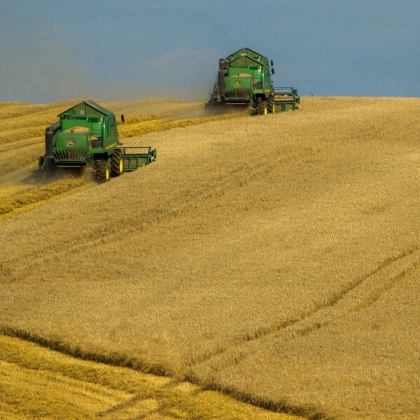 Two green combine harvesters move through a vast, rolling field of golden grain during the harvest.