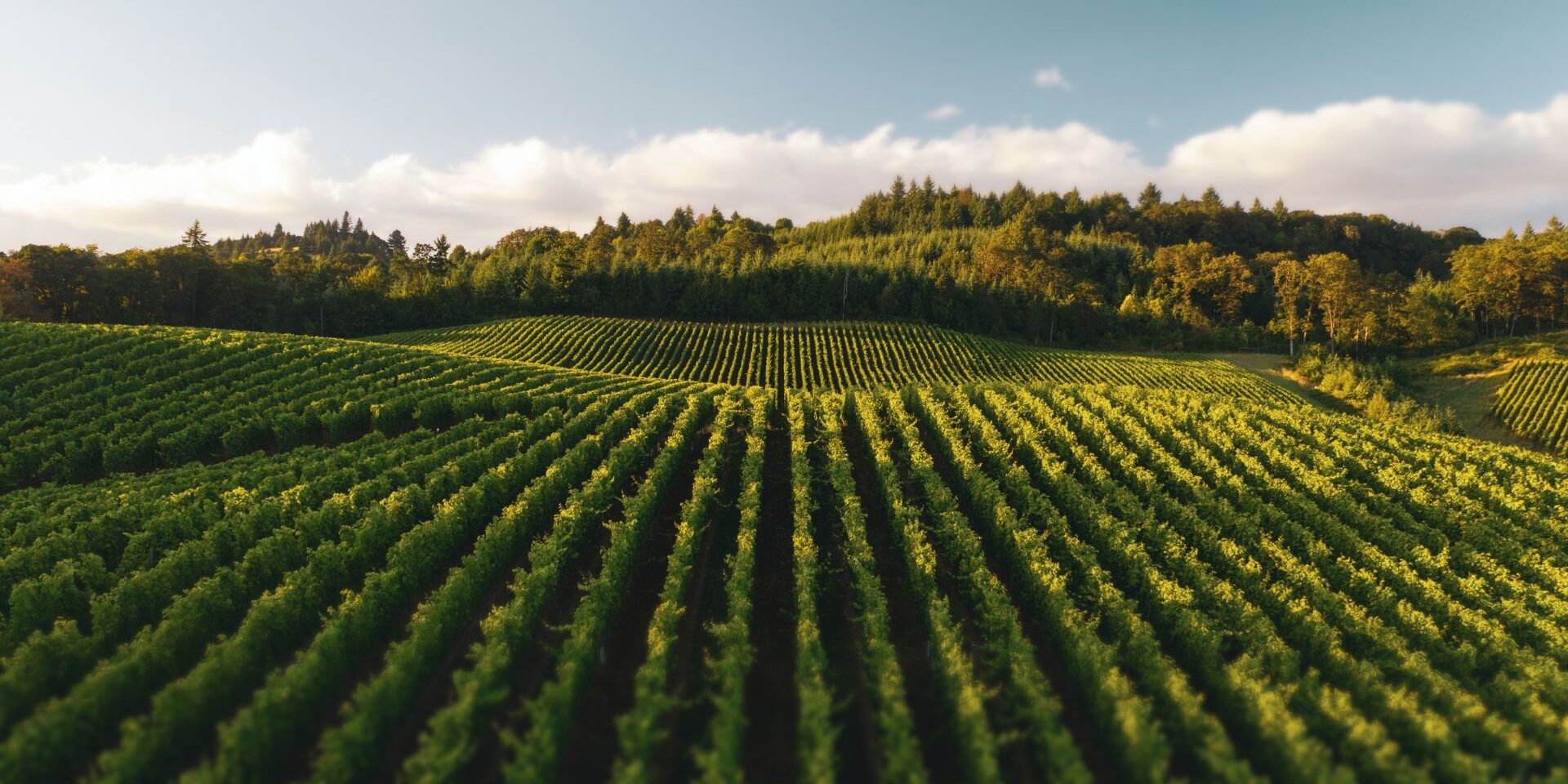 farm field