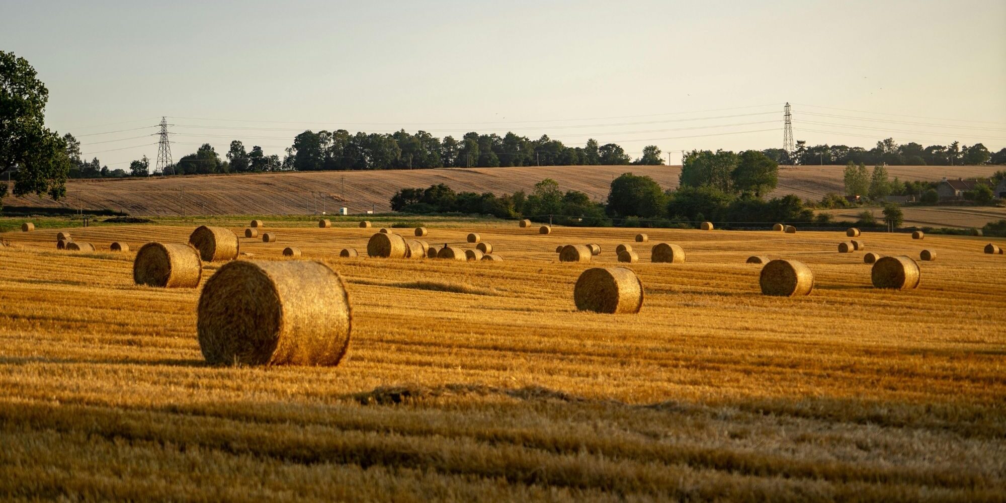 A wide landscape of a harvested field dotted with numerous round hay bales under a warm sunset sky.